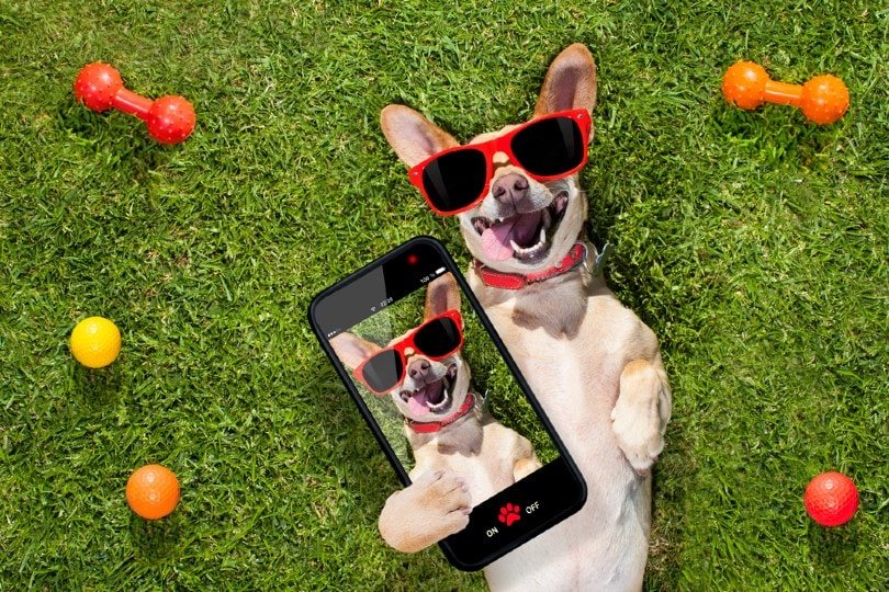 Pet Influencer Success: Transform Your Furry Friend into a Social Media Star Turn Your Pet into a Star: Expert Tips for Social Media Influence