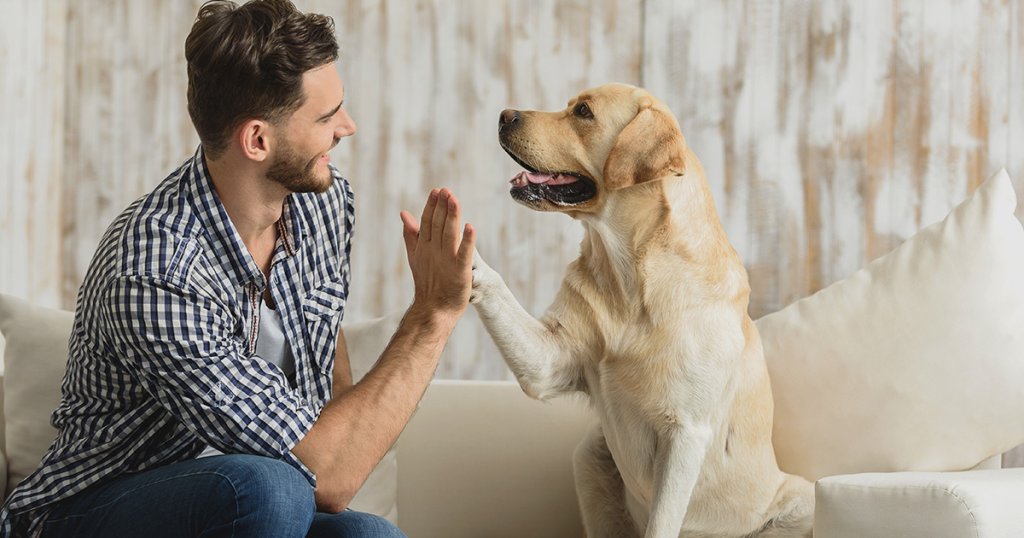Home-Based Pet Sitting: Turn Your Love for Animals into Profit Become a Pet Sitter: Flexible and Rewarding Home Business Opportunity