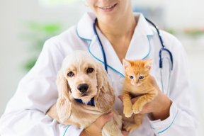 Find Pet Service Providers in Savar