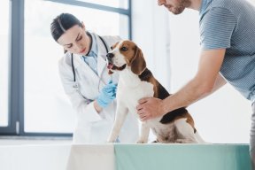 Visit Veterinary Clinics in Bogra
