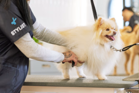 Find Pet Grooming Salons in Bogra