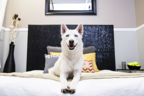 Explore Pet Hotels in Bogra