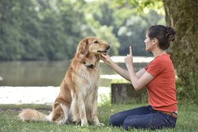 Find Pet Trainers in Bogra Now